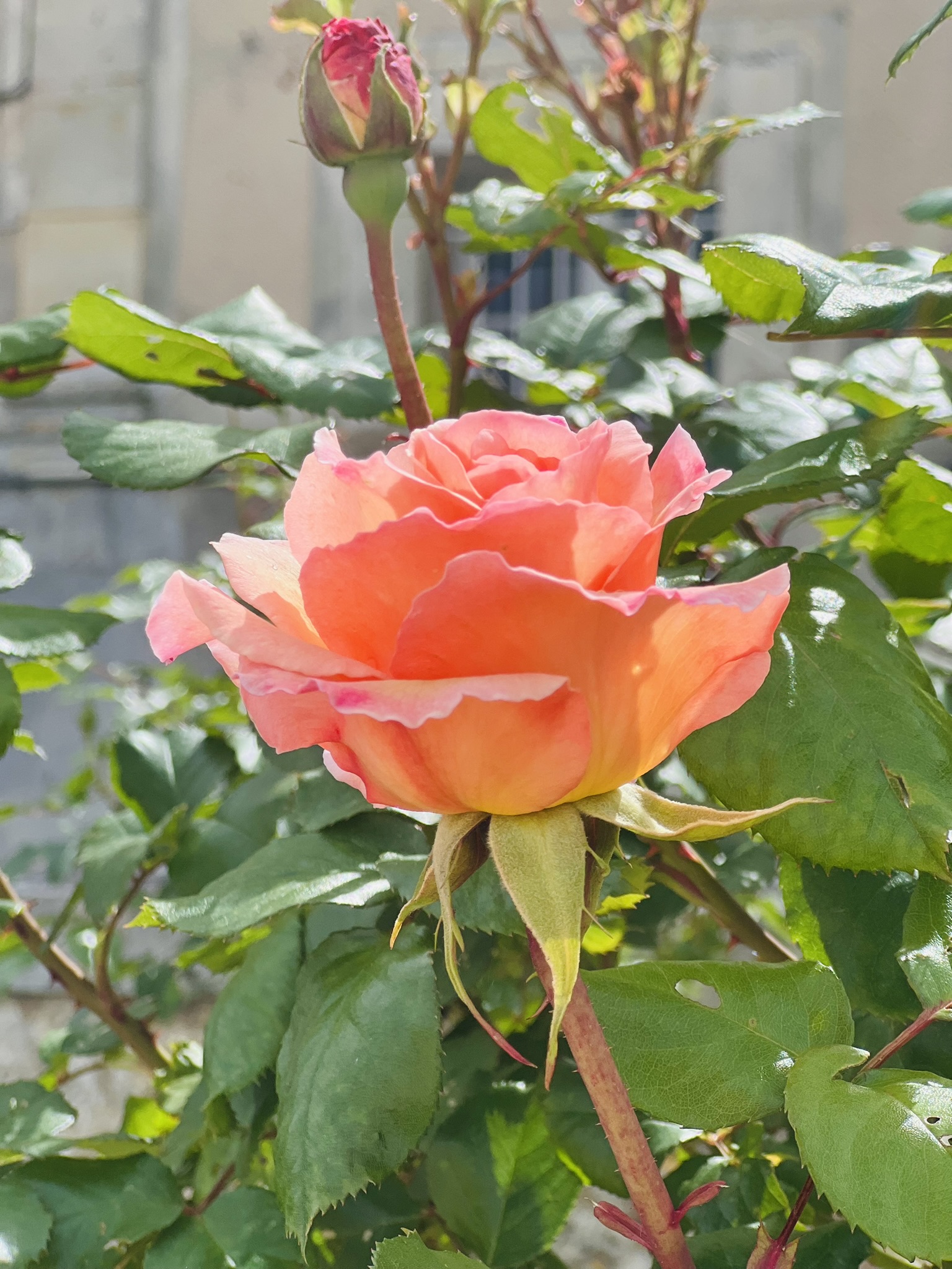 Le Printemps au Château d'Hazeville