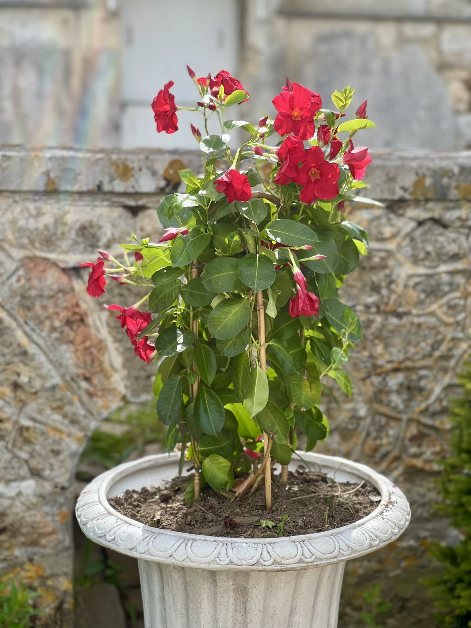 Le Printemps au Château d'Hazeville