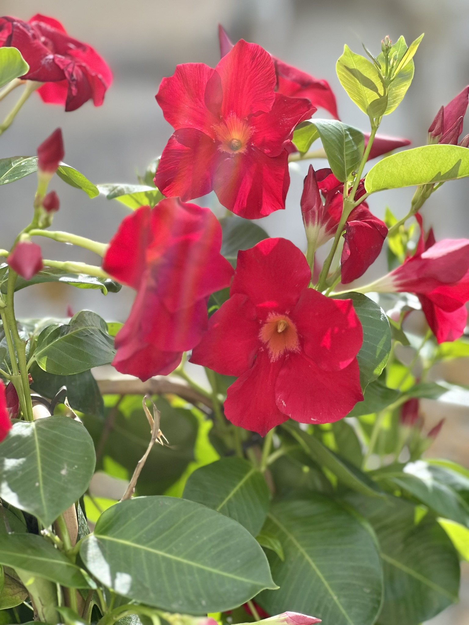 Le Printemps au Château d'Hazeville